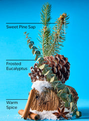 Sugared Pine Needles 3-Wick Candle